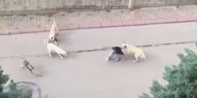 ANKARA'DA BAŞIBOŞ KÖPEKLER 13 YAŞINDAKİ ÇOCUĞA SALDIRDI