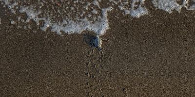 ANTALYA'DA CARETTA CARETTA YAVRULARI DENİZLE BULUŞTU