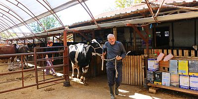 BÜYÜKŞEHİR'İN HAYVAN ÜRETİCİLERİNE DESTEĞİ SÜRÜYOR