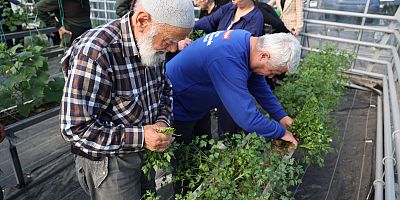 MAVİ EV SERASINDA SEBZE YETİŞTİRİYORLAR