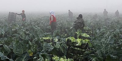 TARSİM'DEN ÜRETİCİYE 7,3 MİLYAR LİRALIK HASAR DESTEĞİ