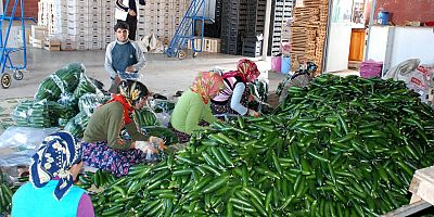 YÜKSEK VERGİLER İHRACATI VURDU